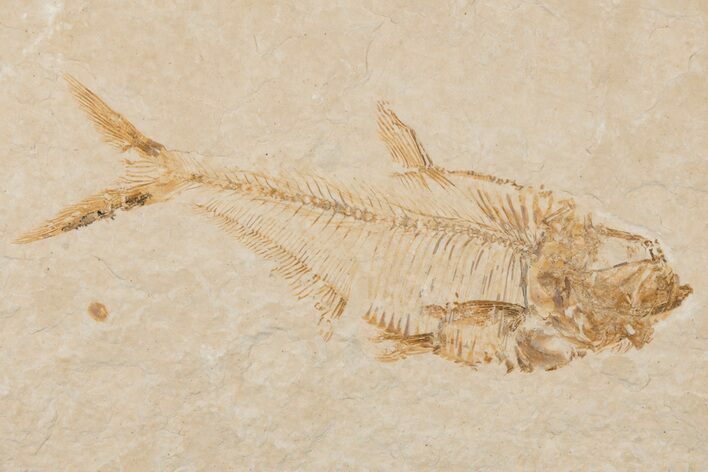 Fossil Fish (Diplomystus) - Wyoming #204469